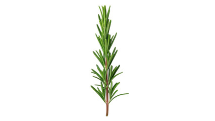 Obraz premium Isolated sprig of vibrant green rosemary herb, fragrant culinary ingredient for cooking use