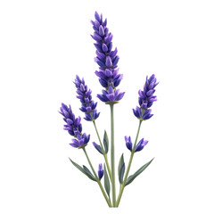 Obraz premium Lavender vector, plants for branding