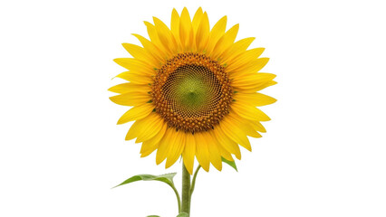 Obraz premium Isolated sunflower in full bloom showing its yellow petals and disc floret pattern well
