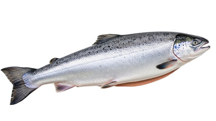 Isolated Salmon in a Studio Setting Ready to be Placed Into any Creative Project Design © Fried