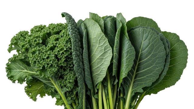 Isolated variety of fresh kale, green vegetables are healthy ingredient for vegan diet