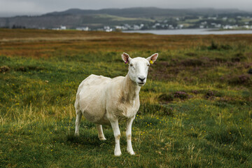 Obraz premium Close up portrait of a white sheep in a grassy field