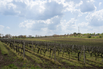 Obraz premium Lush vineyard landscape with rows of grapevines stretching across rolling hills under a partly cloudy sky, showcasing agricultural beauty in a rural setting