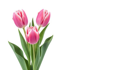 Fototapeta premium Three pink tulips isolated on transparent background