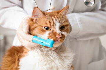 Veterinarian brushing cute cat's teeth in clinic