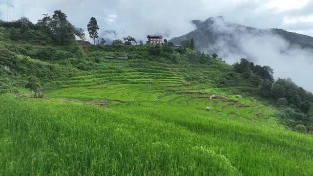 Aerial view of the buildings nestled on a lush green hillside under a cloudy sky, a serene landscape with vibrant textures, Punakha, Punakha, Bhutan.