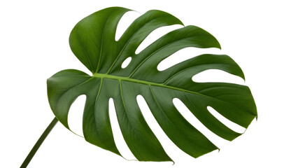Isolated split-leaf philodendron plant leaf, popular evergreen tropical houseplant on display © Vetle