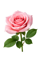 Fototapeta premium Pink Rose with Green Leaves on White Background image