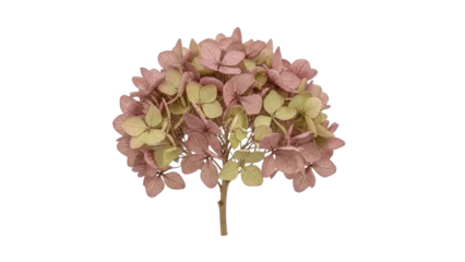 Fototapete Hortensie Isolated dried hydrangea flower, delicate vintage floral blossom for autumn home decoration  © Vetle