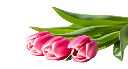 Three pink tulips isolated on transparent background © Pixnayeem
