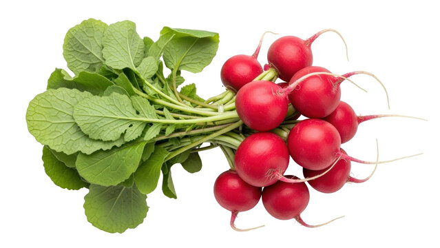 Isolated bunch of fresh red radishes with leaves, healthy organic vegetable plant crop