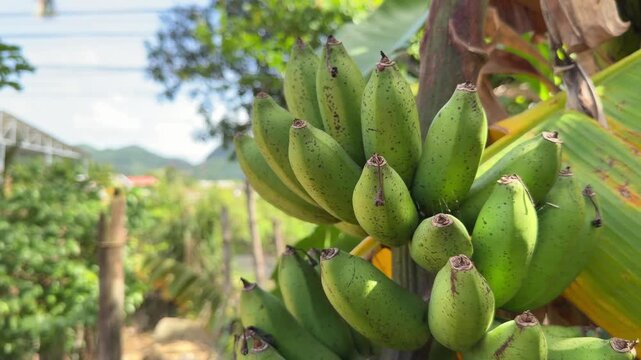 A close up shows unripe green bananas on a banana plant, revealing smooth skins and dense arrangement typical of plantation grown fruit. Banana cultivation.