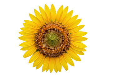 Fototapeta premium Isolated sunflower head shows vibrant yellow petals and detailed center for floral design