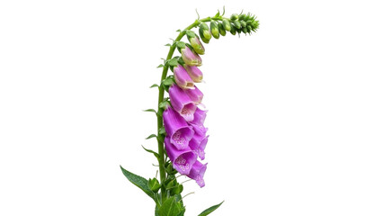 Isolated Foxglove flower on stem, plant with many pink bell-shaped blossoms on white © Vetle