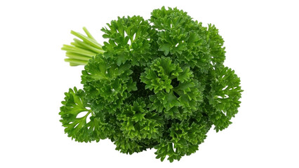 Obraz premium Isolated bunch of fresh curly parsley, healthy green herb, vibrant and delicious