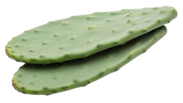 Isolated Stack of Fresh Raw Prickly Pear Cactus Pads for Mexican Cuisine, no background
