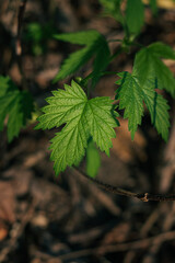 close up of green leaves. close up of a plant. close-up of a green leaf on the ground in the forest. forest landscape