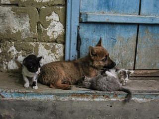 A puppy and three small kittens stand on the threshold of a village house. The puppy lies in the center, looking intently ahead, and the kittens surround him. Friendship between different pets.