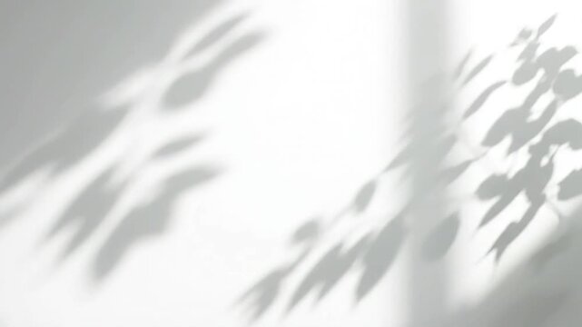 Monochromatic close-up of leaf shadows cast on a white surface with soft, natural lighting.