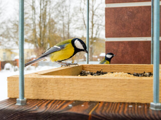 Great tits gathering at a wooden bird feeder with sunflower seeds during winter. © Nekrasov