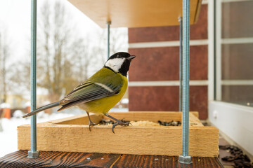 Small great tit watching from a wooden hanging bird feeder during winter season. © Nekrasov