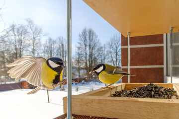 Great tits flying to a wooden bird feeder with sunflower seeds in winter wildlife. © Nekrasov