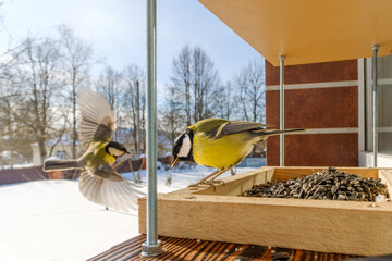 Two great tits interacting at a wooden bird feeder with sunflower seeds on a sunny winter day. © Nekrasov
