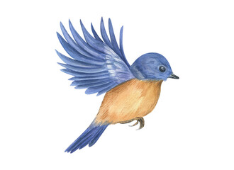 Blue wings spread open and orange breast bird in mid flight watercolor isolated illustration. Hand drawn whimsical woodland song bird for greeting card, invitation, children book, nursery poster. © Masha_tolk_art
