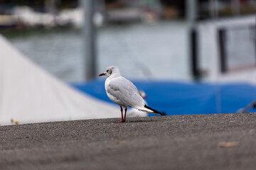 Obraz premium White gull stands on paved edge near water. Blue tarp and dock structures blur in background. Bird appears calm, legs steady on dark surface. Natural coastal scene with soft, diffused lighting