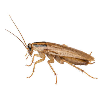 German cockroach (Blattella germanica)