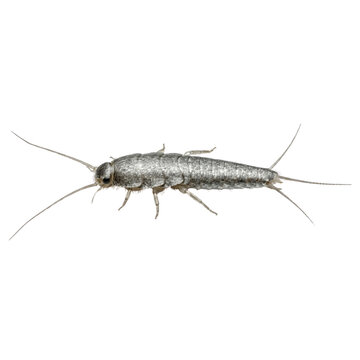 Silverfish insect (Lepisma saccharinum)