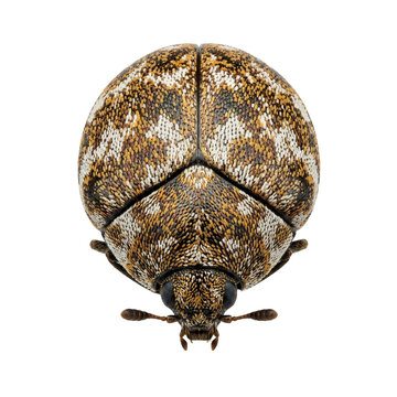 Varied carpet beetle (Anthrenus verbasci)