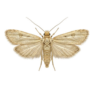 Common clothes moth (Tineola bisselliella)