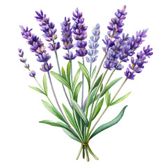 Fototapeta premium Bunch of purple lavender flowers with green leaves on white isolated on a transparent background purple flowers