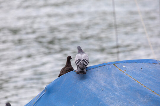 Pigeon perches on blue tarp near water. Another bird sits beside it, calm and still. Water ripples softly in background. Image captures urban wildlife moment. Ideal for travel, nature