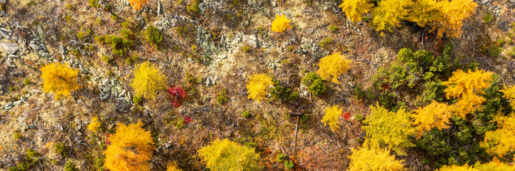 Panoramic aerial view of trees with colorful yellow crowns. Top view of the autumn larch forest. Amazing northern nature. Fall season. Beautiful natural background. Wide panorama. Great for design.
