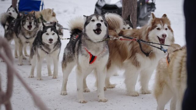 Snowy Trail With Huskies And Gear. Sled Team Of Malamutes Navigating Winter Landscape With Enthusiasm