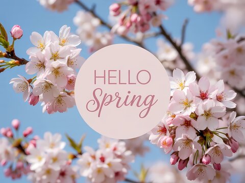 Hello spring text on a beautiful blooming cherry blossom tree branch with blue sky background