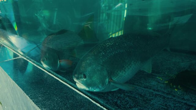 Two large pacu fish swim in a glass aquarium, one moving to the foreground with mouth slightly open while another stays in the background, showing textured scales and fins