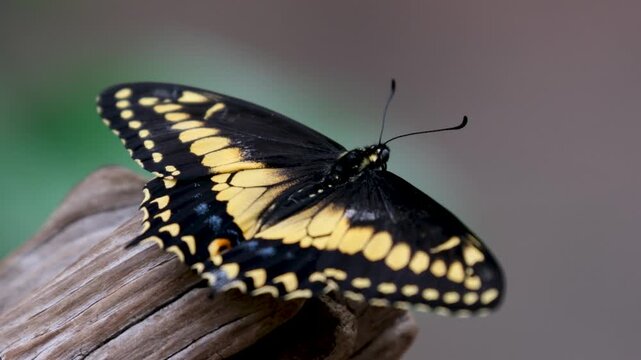 Butterfly resembling hybrid of Papilio machaon and Papilio brevicauda close up