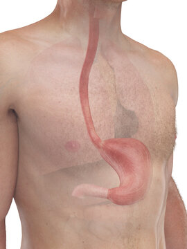 Detailed Depiction Of The Stomach Of A Male In Full Detail