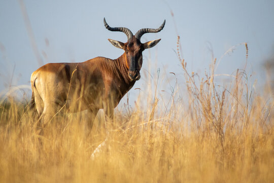 Swayne's hartebeest