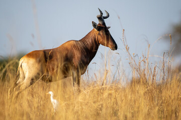 Swayne's hartebeest © tomjunek.com