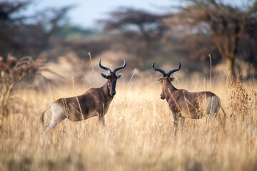 Swayne's hartebeest © tomjunek.com