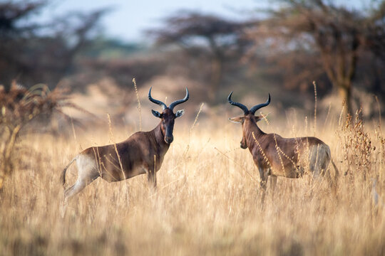 Swayne's hartebeest