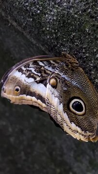 Caligo atreus dionysos owl butterfly perched on leaf gently moving wings macro wildlife close up video