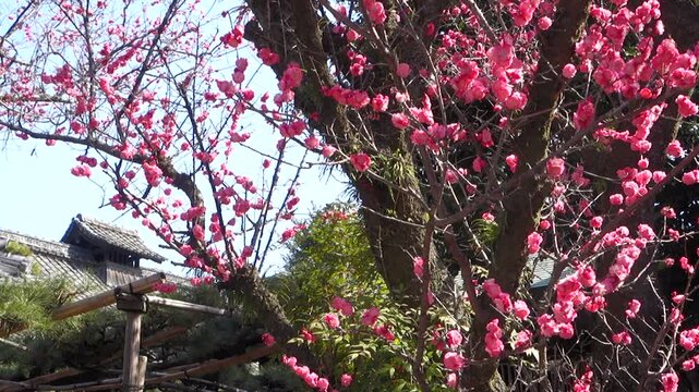 京都、下御霊神社に咲く紅梅