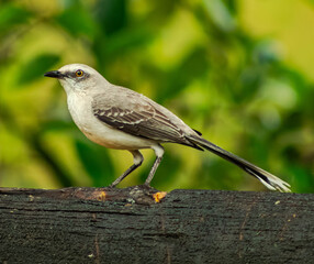 Sinsonte com&uacute;n (Mimus gilvus)