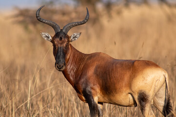 Swayne's hartebeest © tomjunek.com