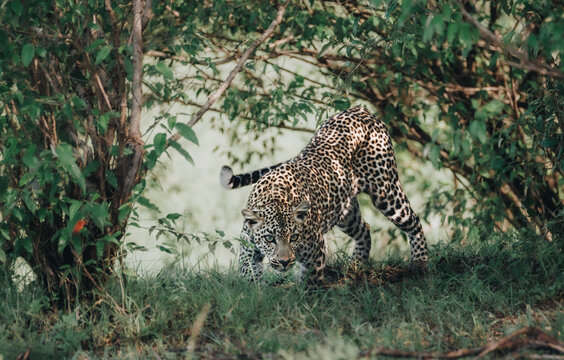 Leopard auf der Pirsch im Unterholz in der afrikanischen Steppe